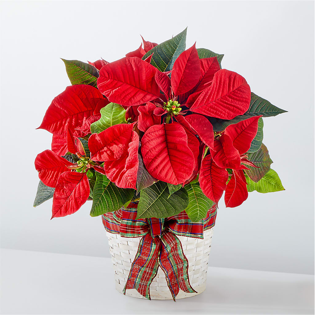 Happiest Holidays Poinsettia – Willow Blooms Floral, Marlin TX