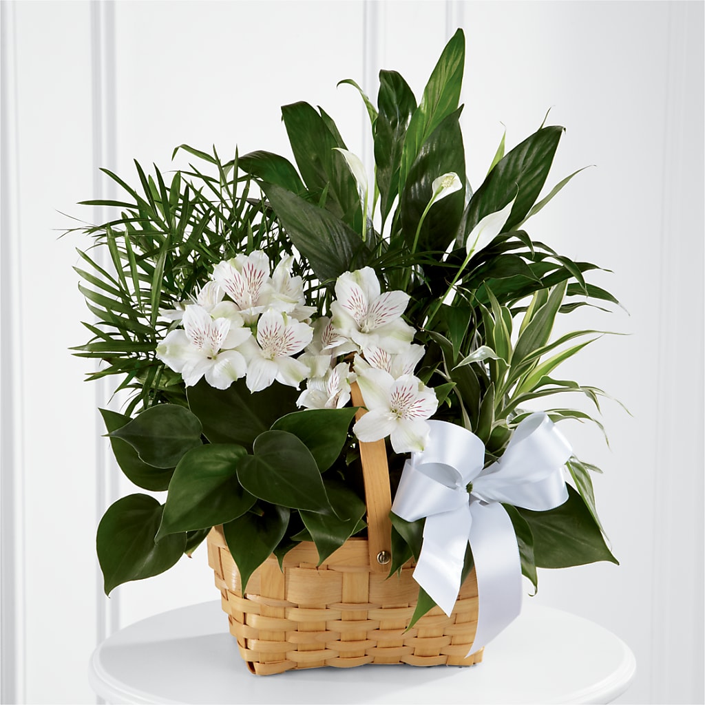 Peace & Serenity Dishgarden – Willow Blooms Floral, Marlin TX