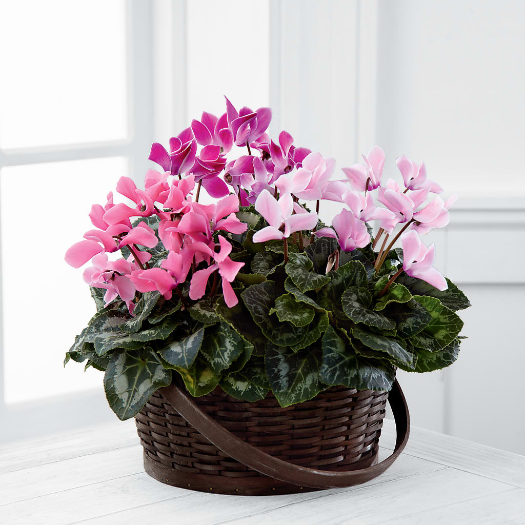 Mixed Cyclamen Planter – Willow Blooms Floral, Marlin TX