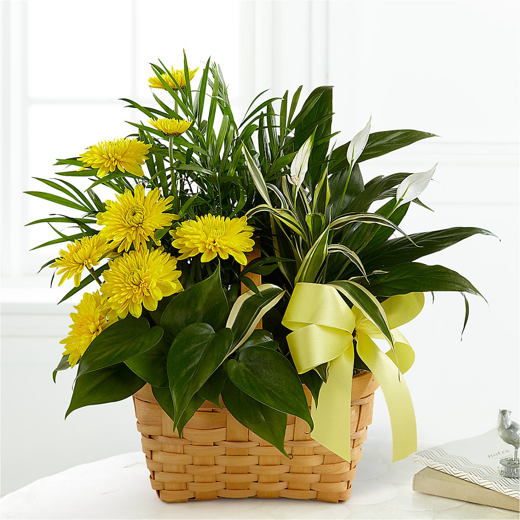 Loving Light Dishgarden – Willow Blooms Floral, Marlin TX