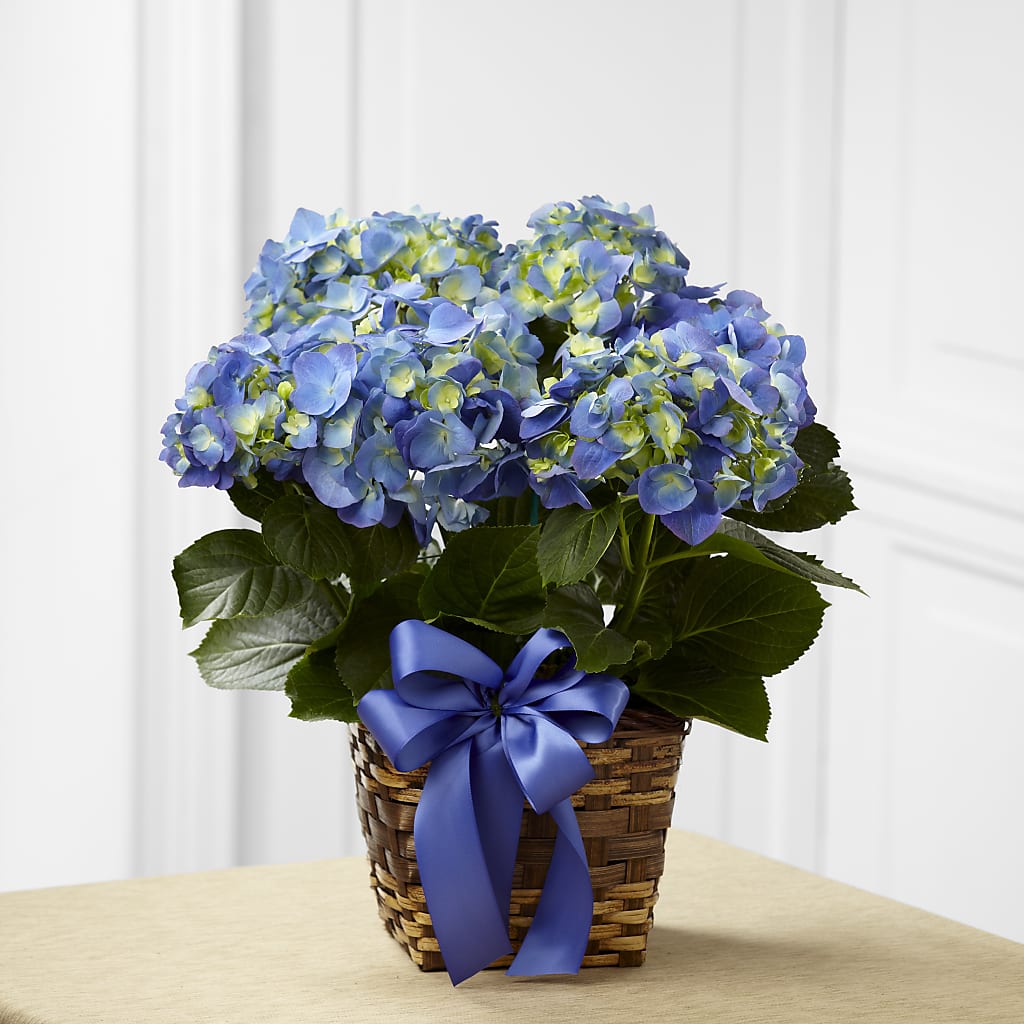 Blue Hydrangea Planter – Willow Blooms Floral, Marlin TX