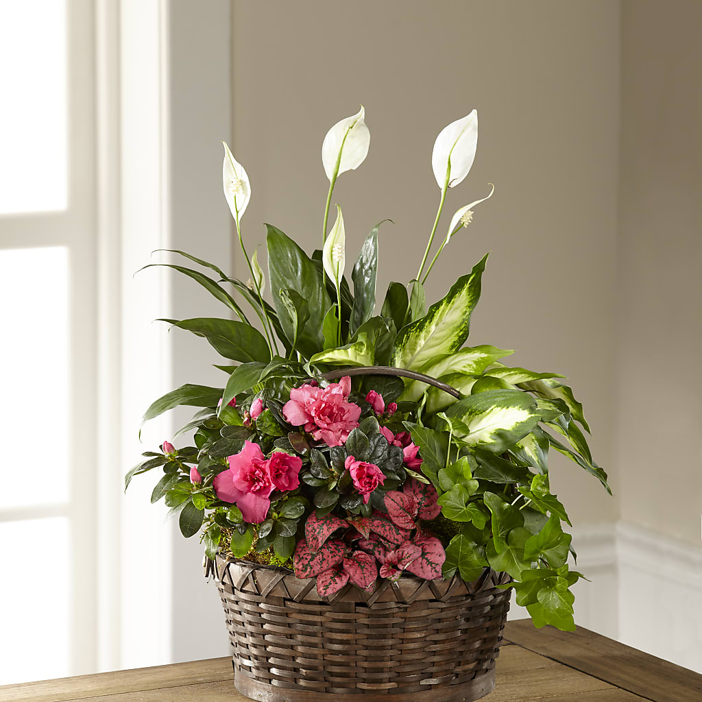 Dream in Pink Dishgarden – Willow Blooms Floral, Marlin TX