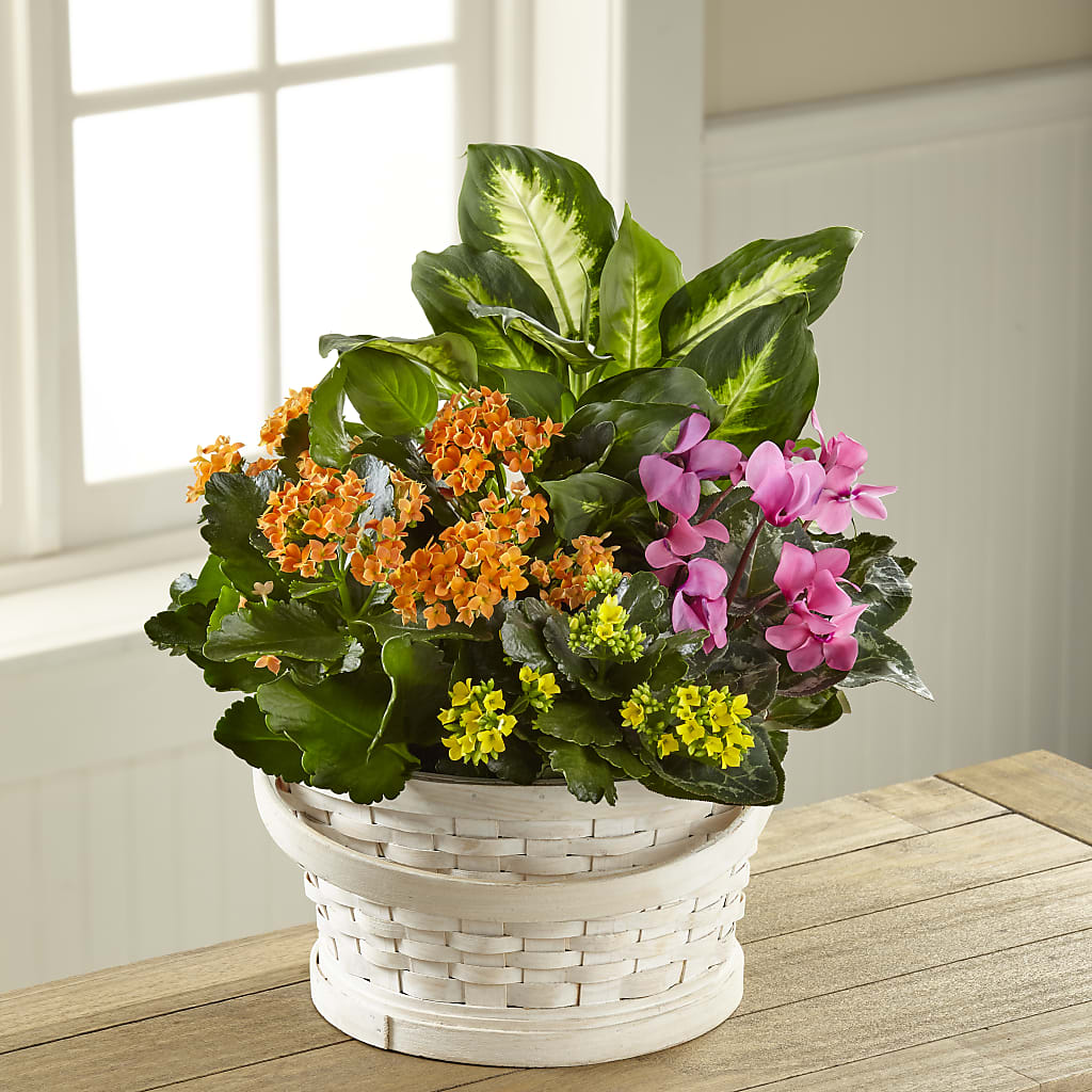 Color Crush Dishgarden – Willow Blooms Floral, Marlin TX