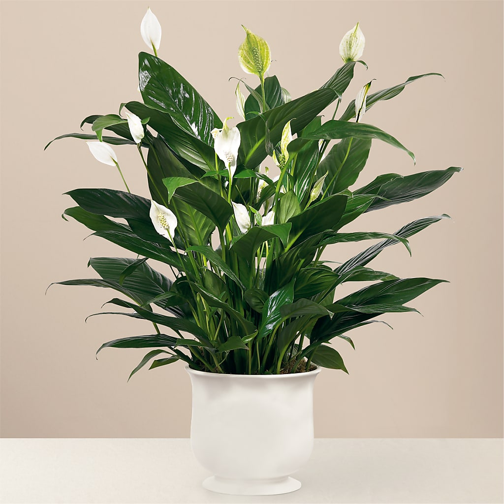 Comfort Planter – Willow Blooms Floral, Marlin TX