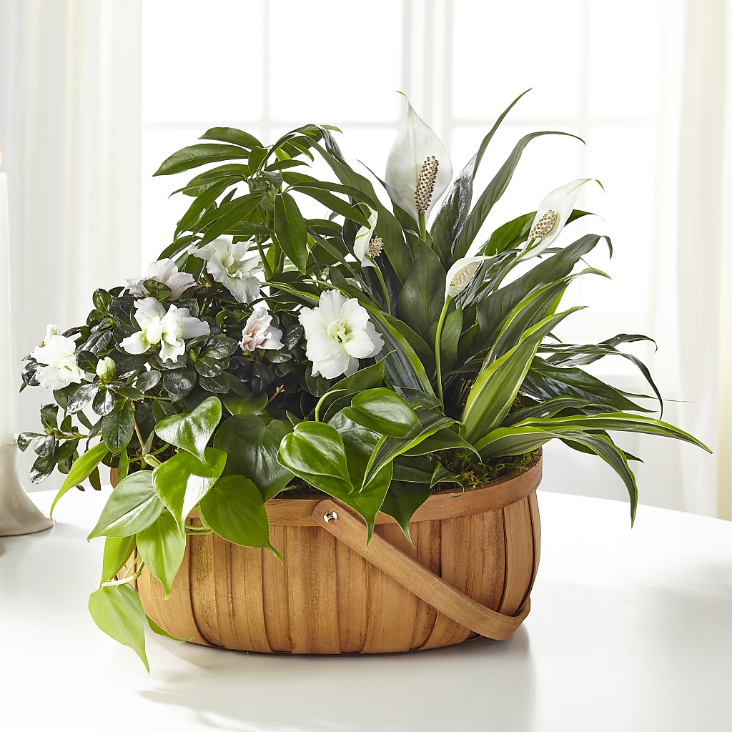 Serene Dishgarden – Willow Blooms Floral, Marlin TX