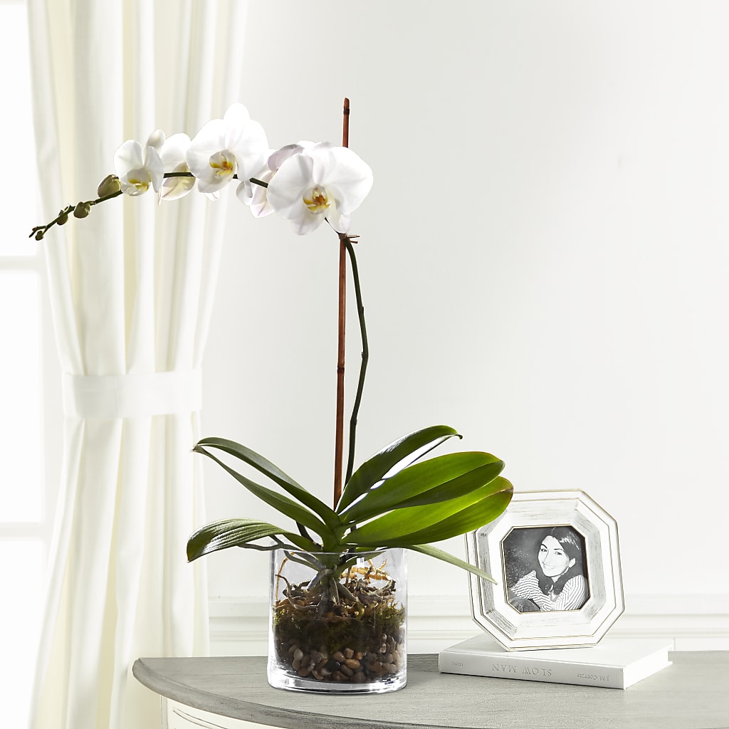 White Orchid Planter – Willow Blooms Floral, Marlin TX