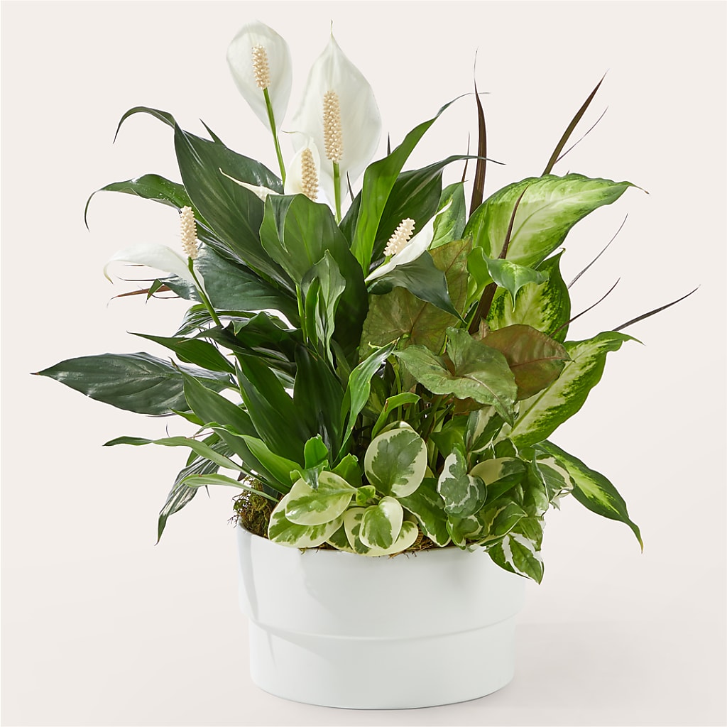 Radiating Positivity Dishgarden – Willow Blooms Floral, Marlin TX