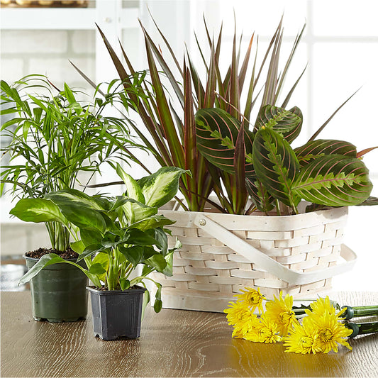 Florist Designed Blooming and Green Plants in a Basket –  Willow Blooms Floral, Marlin TX