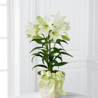 Easter Lily Plant –  Willow Blooms Floral, Marlin TX