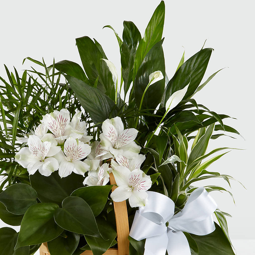 Peace & Serenity Dishgarden –  Willow Blooms Floral, Marlin TX