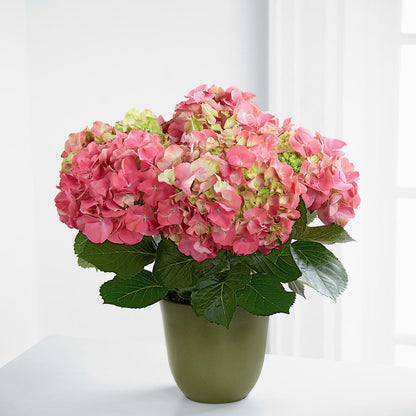 Pink Hydrangea Planter –  Willow Blooms Floral, Marlin TX