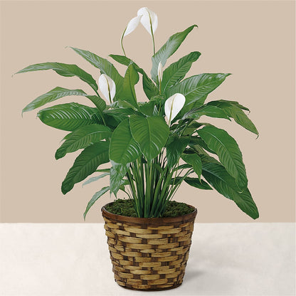 Tranquil Moments Peace Lily Plant –  Willow Blooms Floral, Marlin TX