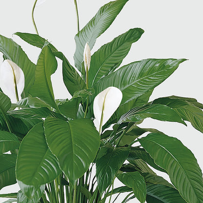 Tranquil Moments Peace Lily Plant –  Willow Blooms Floral, Marlin TX