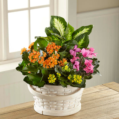 Color Crush Dishgarden –  Willow Blooms Floral, Marlin TX