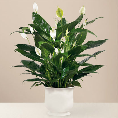 Comfort Planter –  Willow Blooms Floral, Marlin TX