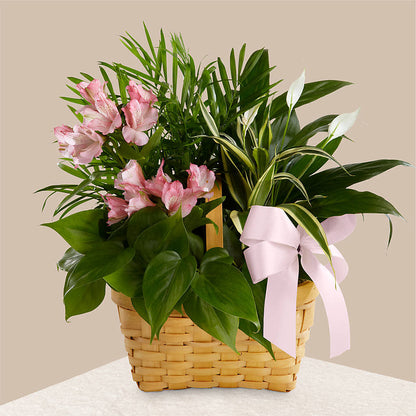 Living Spirit Dishgarden –  Willow Blooms Floral, Marlin TX