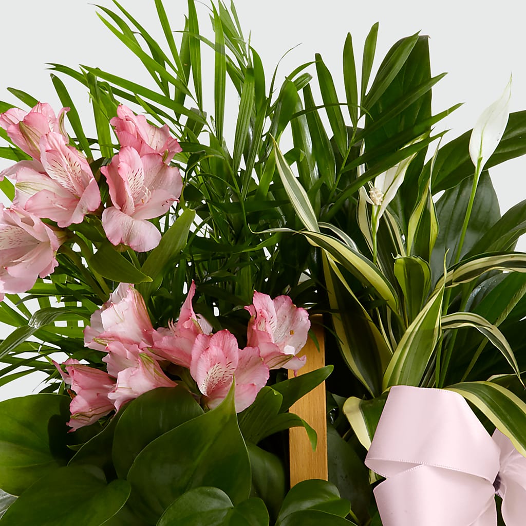Living Spirit Dishgarden –  Willow Blooms Floral, Marlin TX