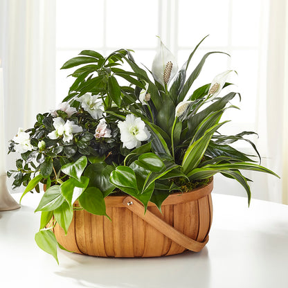 Serene Dishgarden –  Willow Blooms Floral, Marlin TX