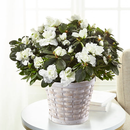 White Azalea Plant –  Willow Blooms Floral, Marlin TX