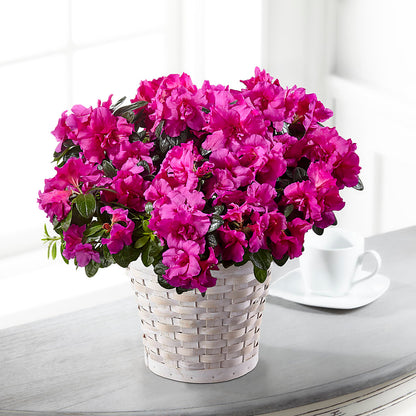 Hope & Serenity Azalea Plant –  Willow Blooms Floral, Marlin TX
