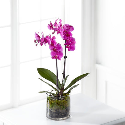 Pink Orchid Plant –  Willow Blooms Floral, Marlin TX
