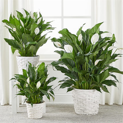 A New Leaf Peace Lily –  Willow Blooms Floral, Marlin TX