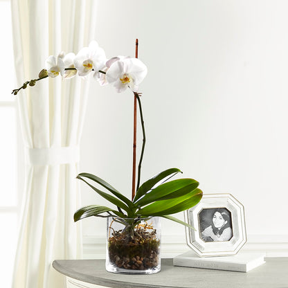 White Orchid Planter –  Willow Blooms Floral, Marlin TX