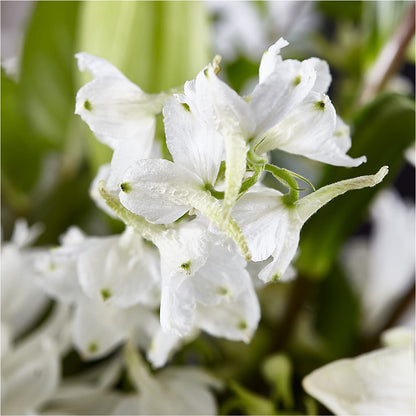 Classic Ivory – A Florist Original –  Willow Blooms Floral, Marlin TX